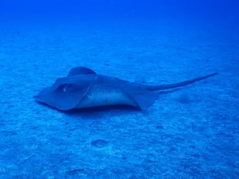 Brown Stingray (Bathytoshia lata)