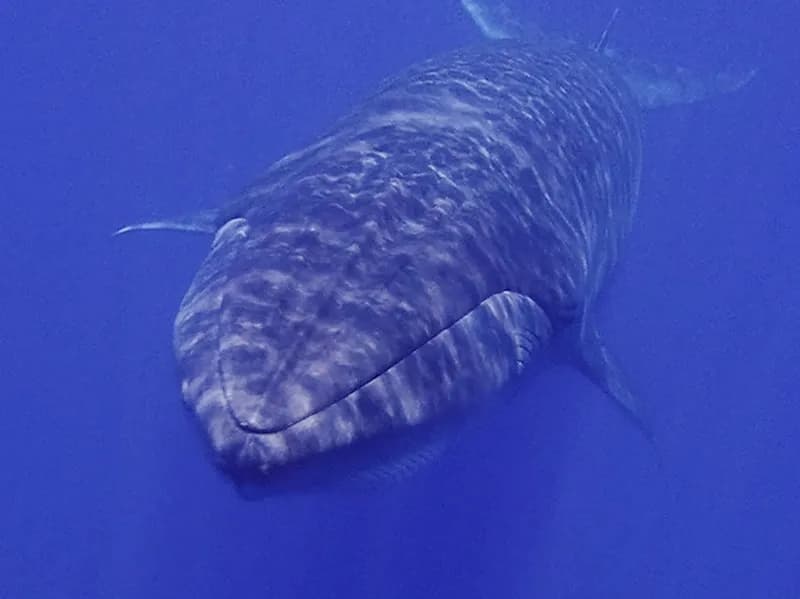 Coastal Form Bryde's Whale (Balaenoptera edeni)