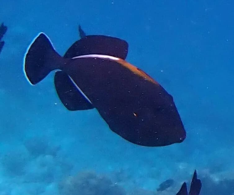Indian Triggerfish (Melichthys indicus)