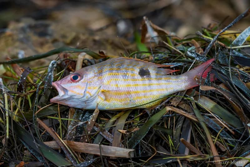 Lane Snapper (Lutjanus synagris)
