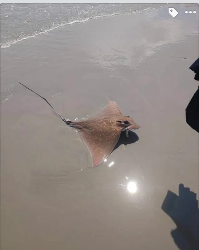 Bullnose Ray (Myliobatis freminvillei)
