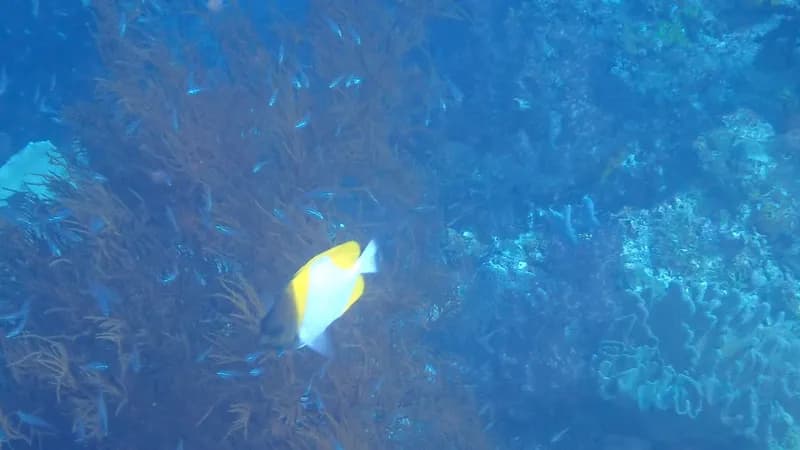 Brushytoothed Butterflyfish (Hemitaurichthys polylepis)
