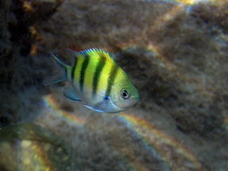 Indo-Pacific Sergeant (Abudefduf vaigiensis)