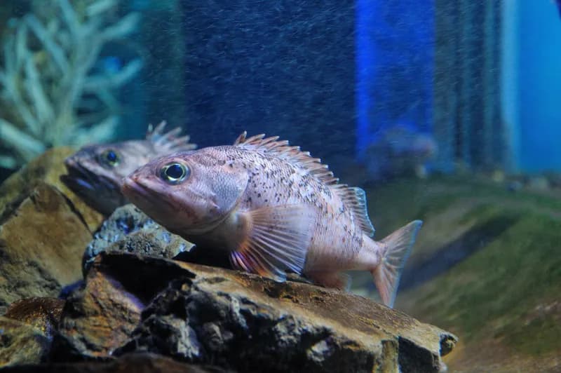 Schlegel's Red Bass (Caprodon schlegelii)