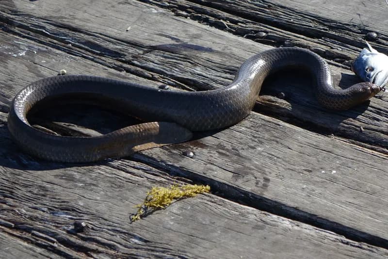 Olive Sea Snake (Aipysurus laevis)