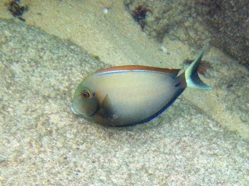 Black-Spot Surgeonfish (Acanthurus bariene)