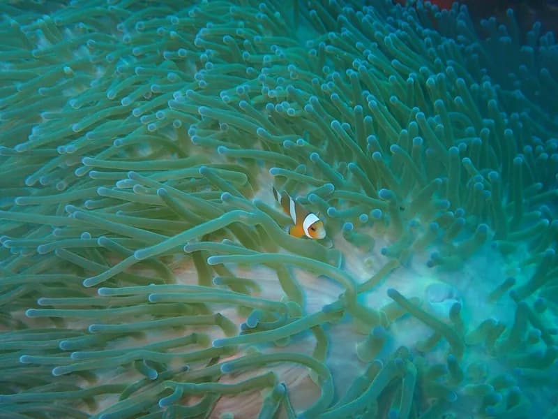 Western Clownfish (Amphiprion ocellaris)