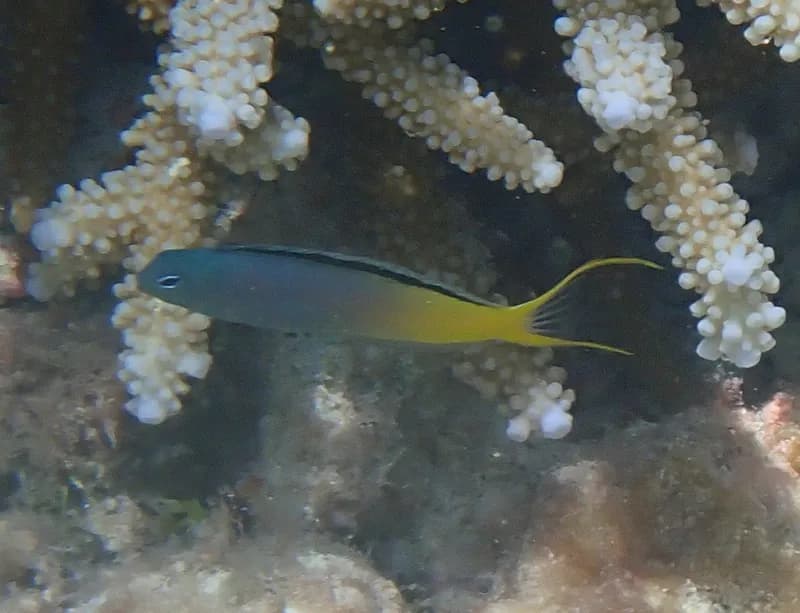 Eyelash Harptail Blenny (Meiacanthus atrodorsalis)