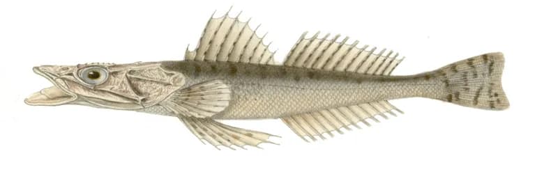 Japanese Flathead (Inegocia japonica)