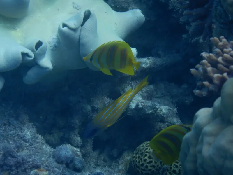 Rainford's Coralfish (Chaetodon rainfordi)