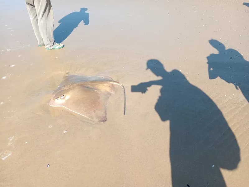Shortnose Eagle Ray (Myliobatis ridens)