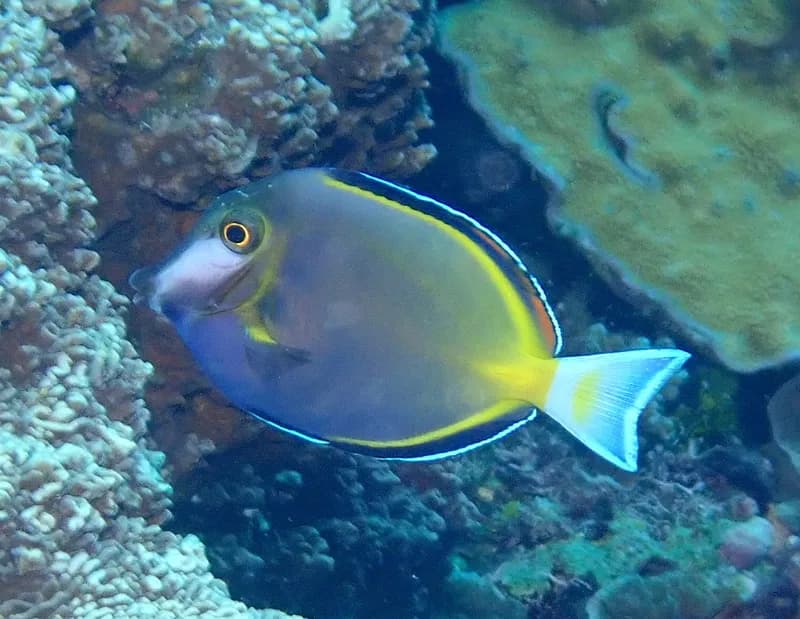 Japanese Surgeonfish (Acanthurus japonicus)