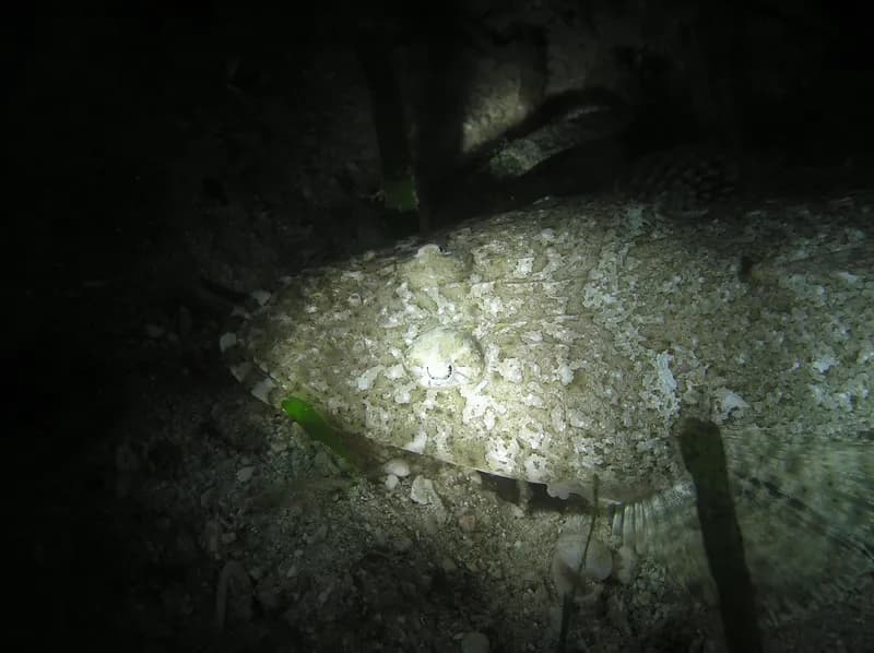 Longsnout Flathead (Thysanophrys chiltonae)