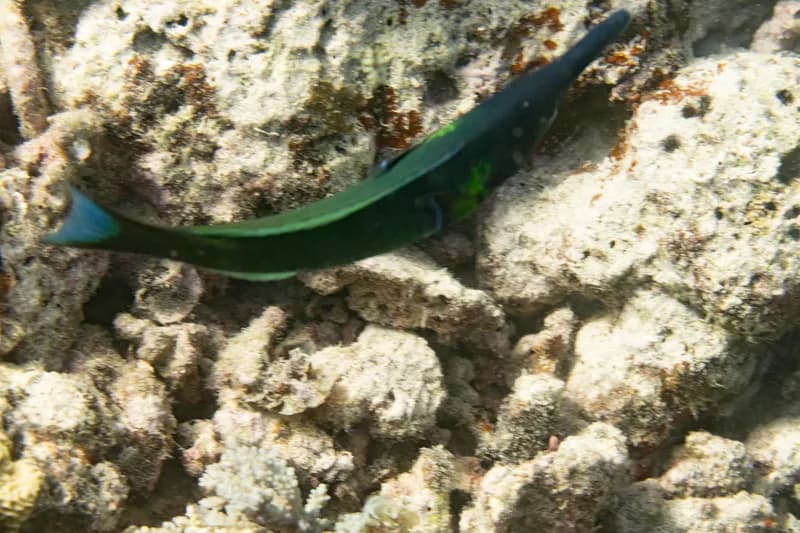 Bird Wrasse (Gomphosus varius)