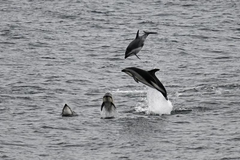 Beakless Dolphin (Lagenorhynchus obscurus)