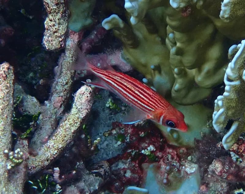Smallmouth Squirrelfish (Sargocentron microstoma)