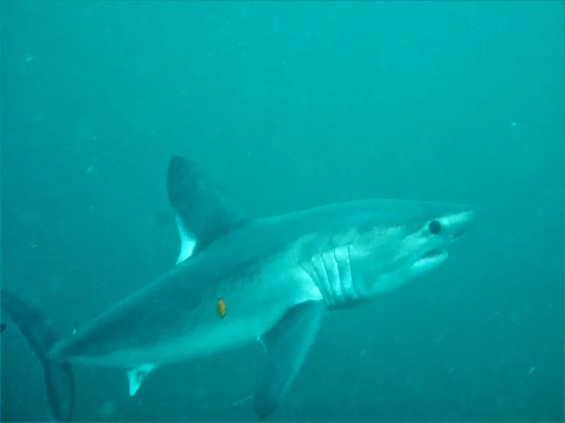 Atlantic Mackerel Shark (Lamna nasus)
