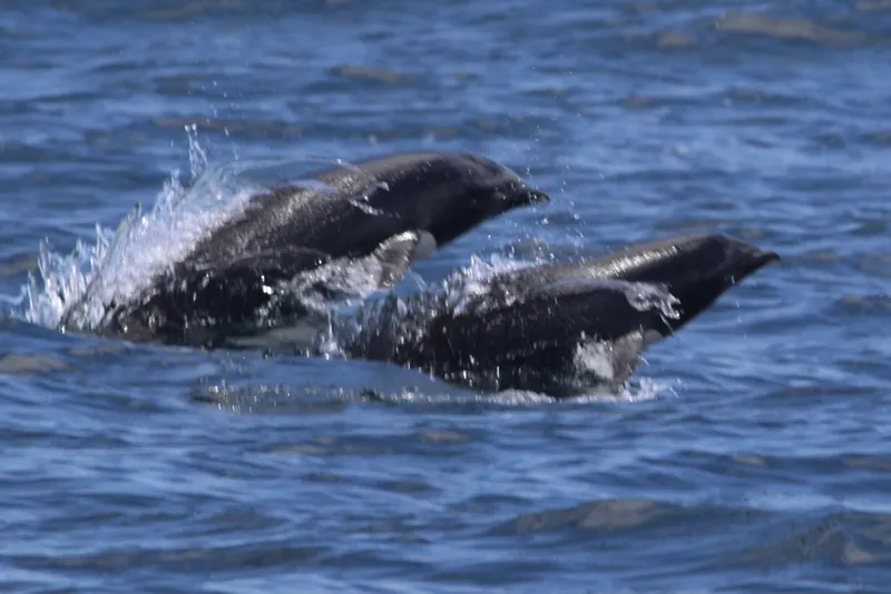 Northern Right Whale Dolphin (Lissodelphis borealis)