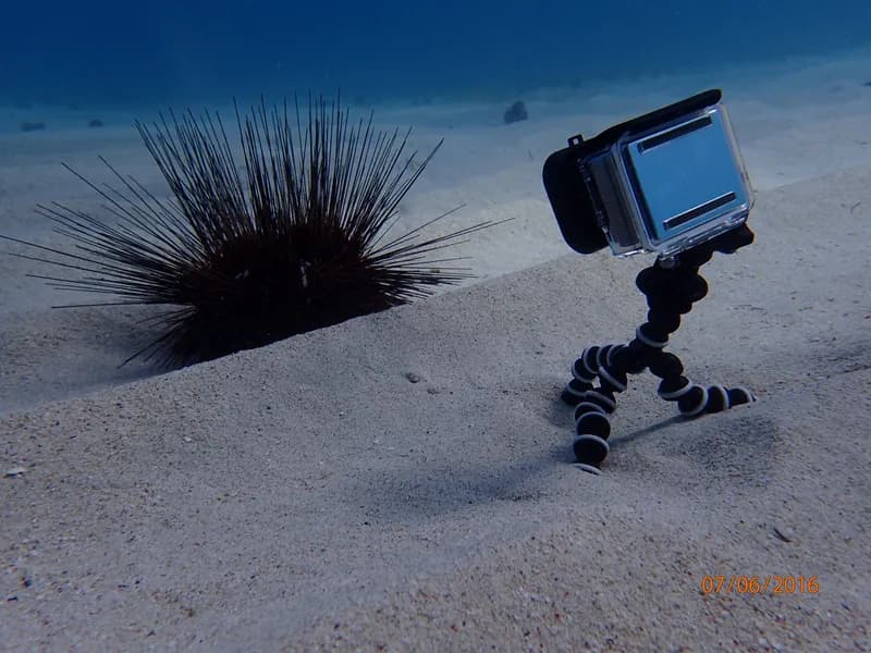 Spiny Urchin (Diadema antillarum)