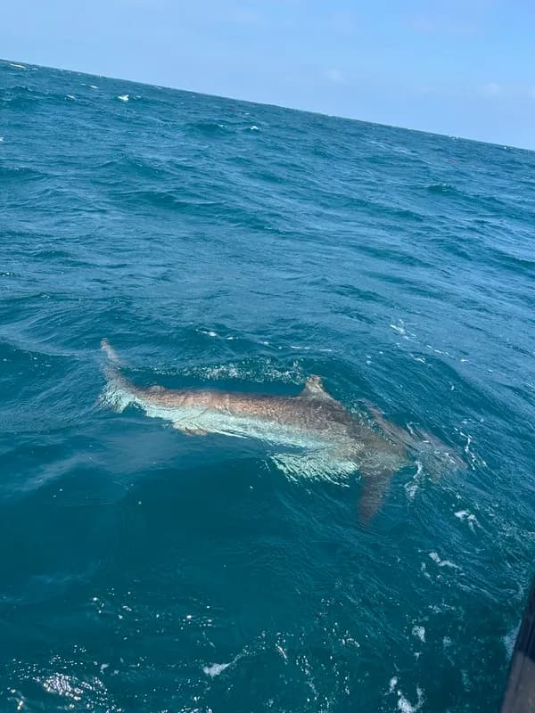 Dusky Shark (Carcharhinus obscurus)