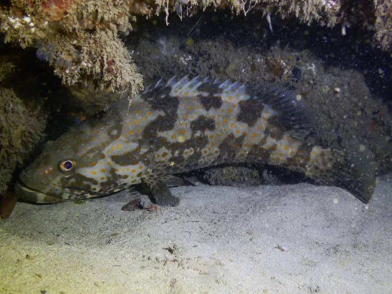 Orange-Spotted Grouper (Epinephelus coioides)