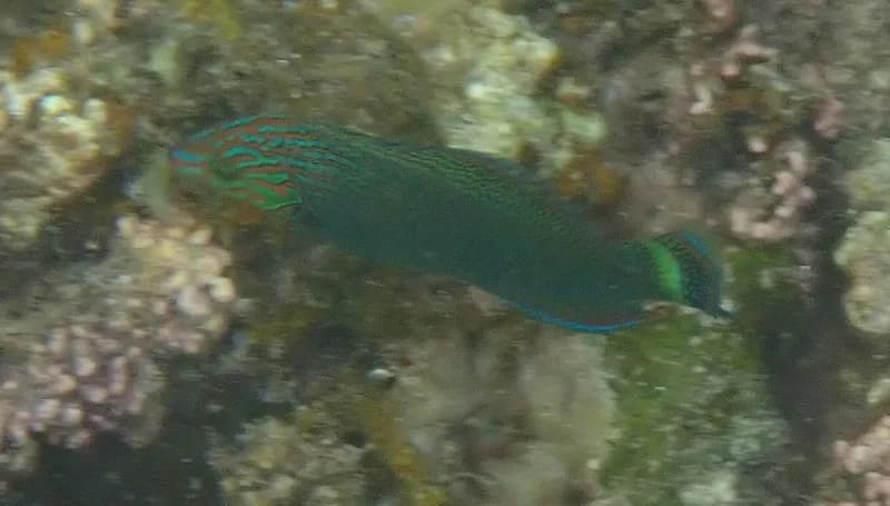 Splendid Rainbow Wrasse (Halichoeres marginatus)