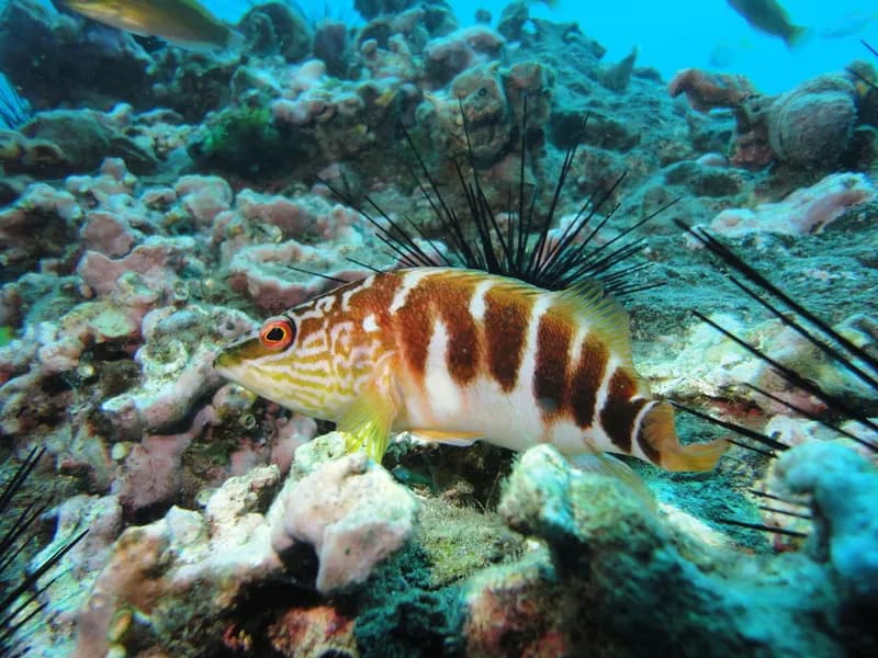 Tiger Seaperch (Hypoplectrodes semicinctum)