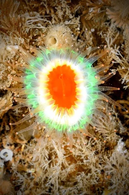 Caryophyllia (Caryophyllia) smithii
