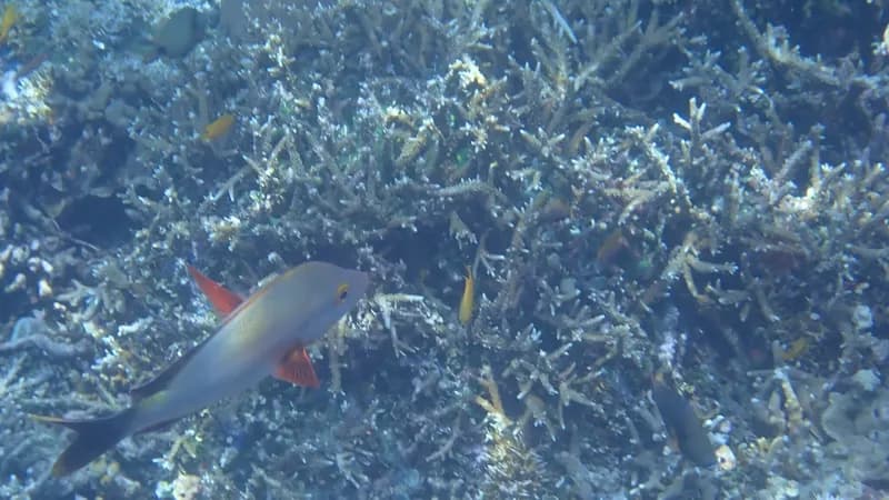Humpback Snapper (Lutjanus gibbus)