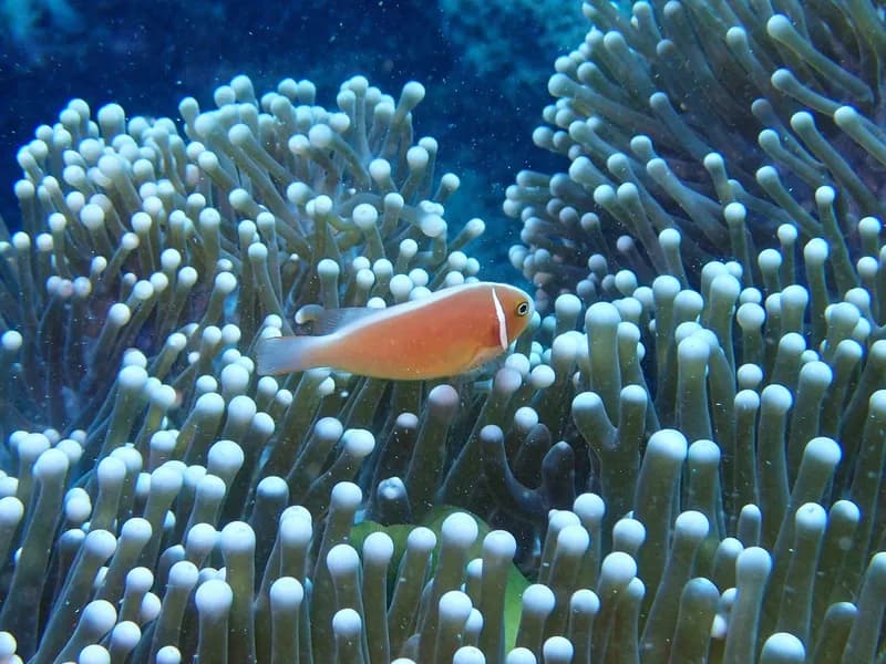 Clownfish (Amphiprion perideraion)