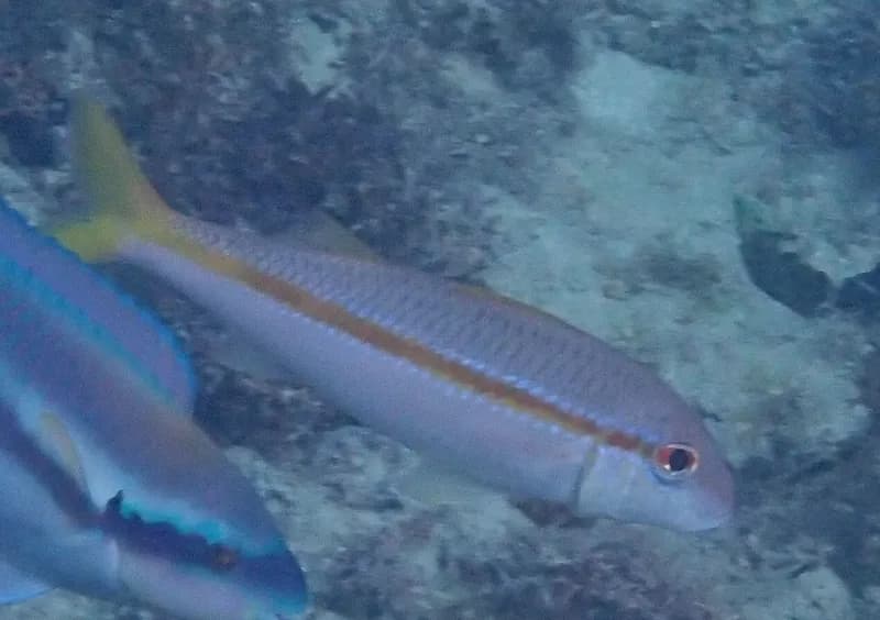 Yellow Goatfish (Mulloidichthys martinicus)