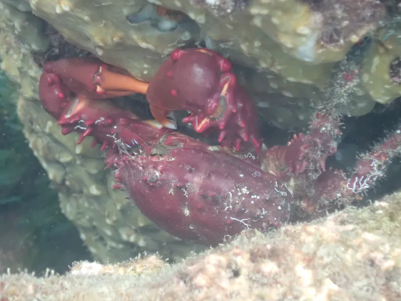 Amphithrax verrucosus