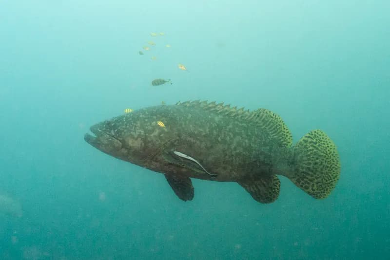 Giant Grouper (Epinephelus lanceolatus)
