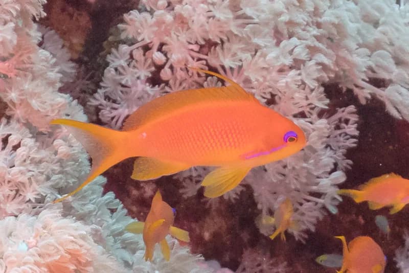 Sea Goldie (Pseudanthias squamipinnis)