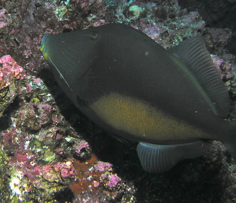 Orangeside Triggerfish (Sufflamen verres)