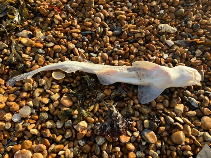 Dogfish (Scyliorhinus canicula)