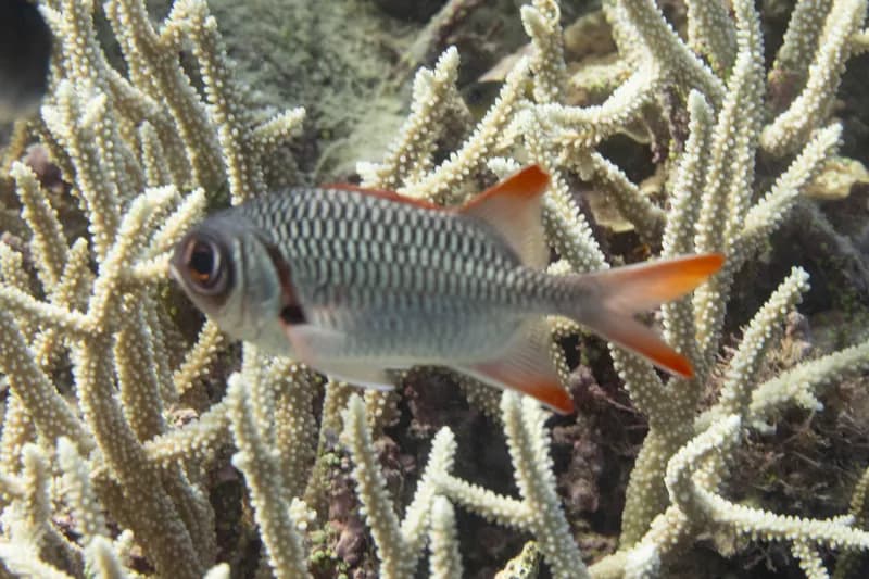 Australian Squirrel-Fish (Myripristis violacea)