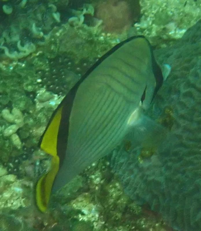 Painted Butterflyfish (Chaetodon pictus)