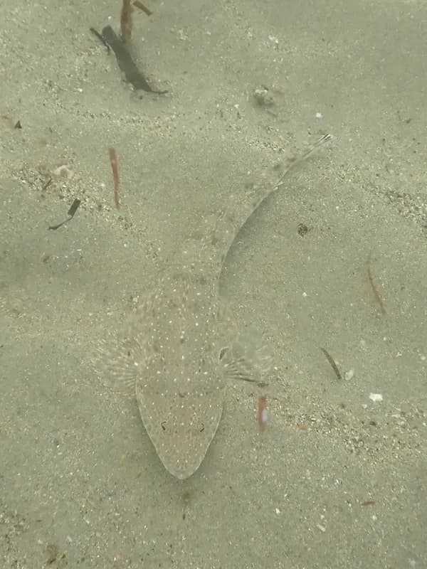 Platycephalus caeruleopunctatus