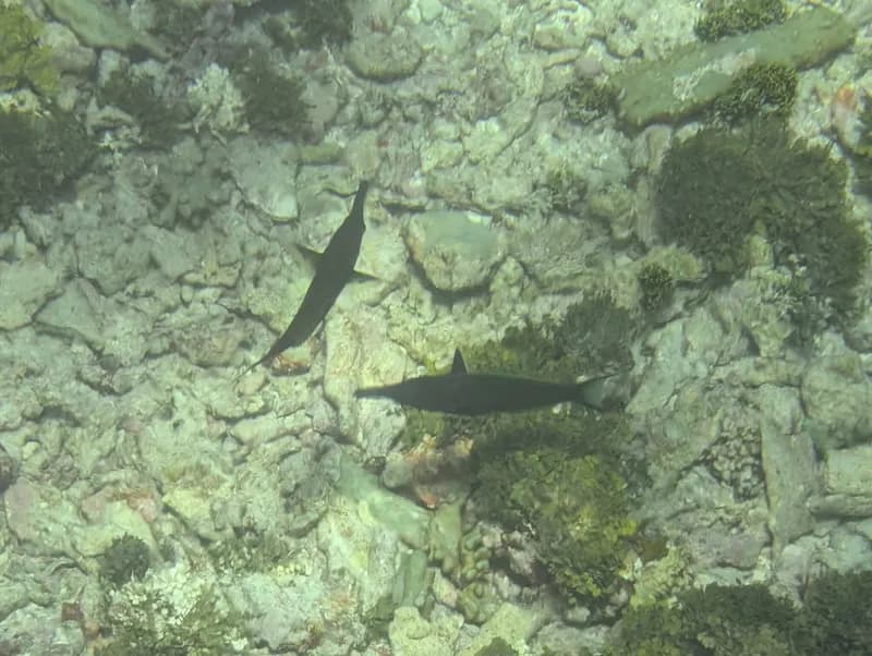 Bird Wrasse (Gomphosus caeruleus)