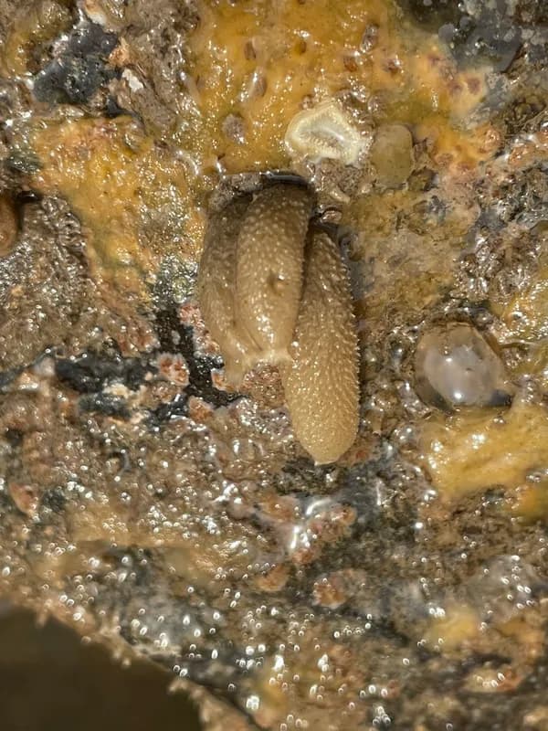 Ciliated Calcareous Sponge (Sycon ciliatum)