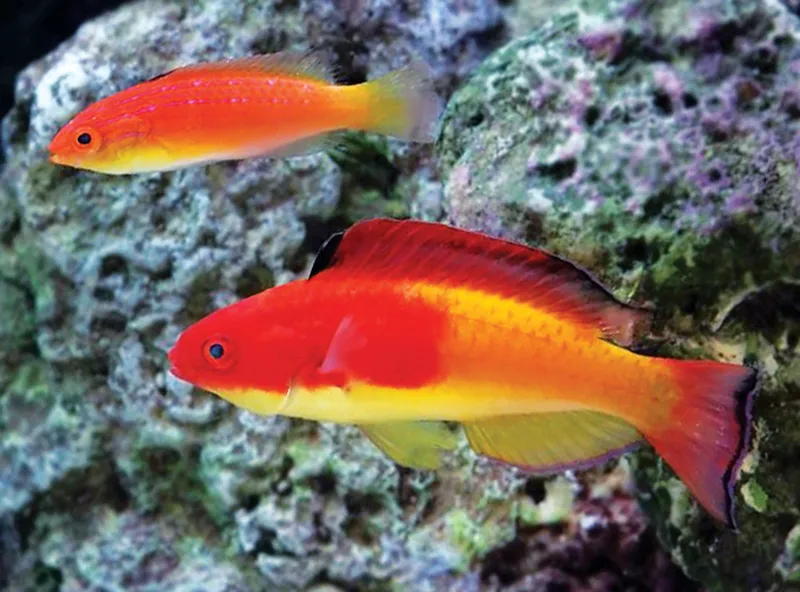 Hooded Fairy Wrasse (Cirrhilabrus efatensis)