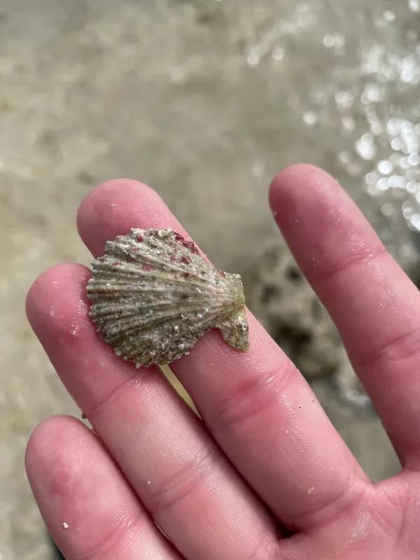 Little Knobbly Scallop (Caribachlamys pellucens)