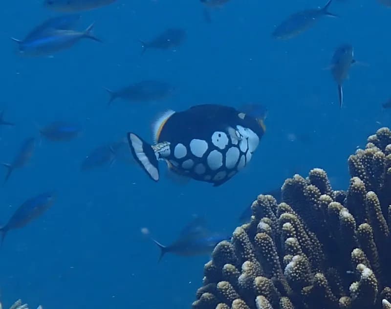 Clown Triggerfish (Balistoides conspicillum)