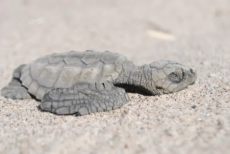 Atlantic Ridley (Lepidochelys kempii)