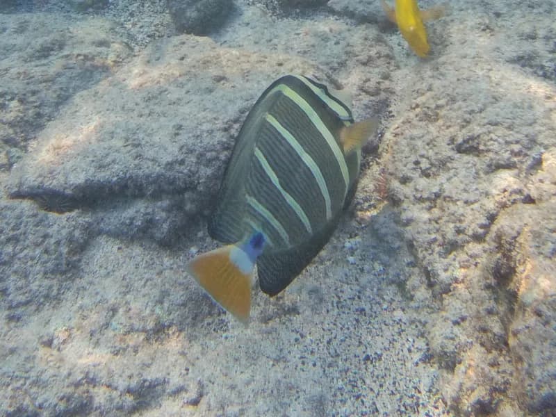 Sailfin Surgeonfish (Zebrasoma velifer)