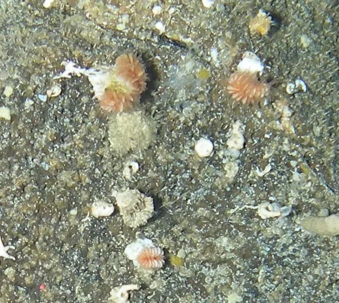 Desmophyllum dianthus