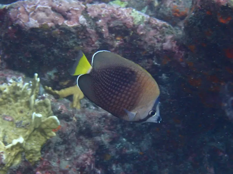 Tahiti Butterflyfish (Chaetodon trichrous)