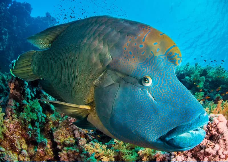 Humphead Wrasse (Cheilinus undulatus)