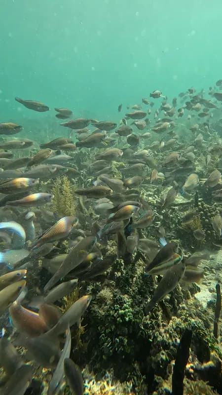 Striped Parrotfish (Scarus iseri)